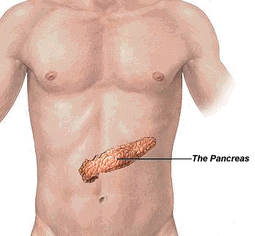 Physiology/Anatomy - The Digestive System